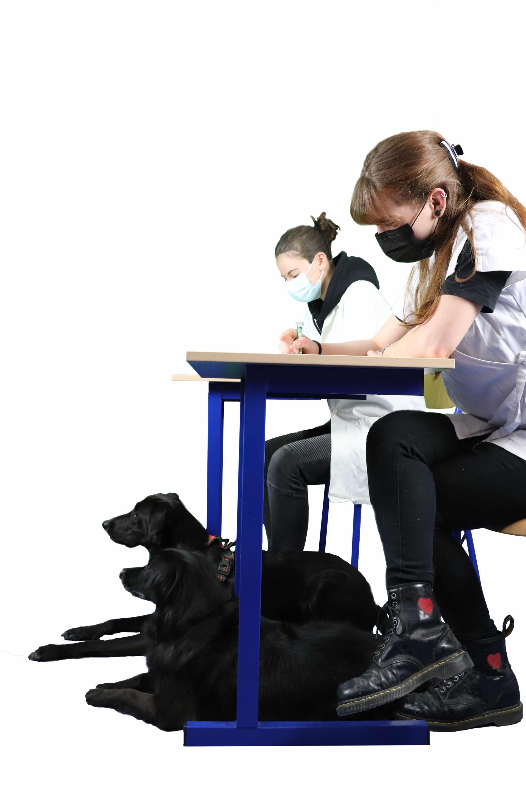 Bachelor Chargé De Gestion Et De Management En Structure Animalière Bachelor Chargé de Gestion et Management - SUPVETO by BIOMEDAL
